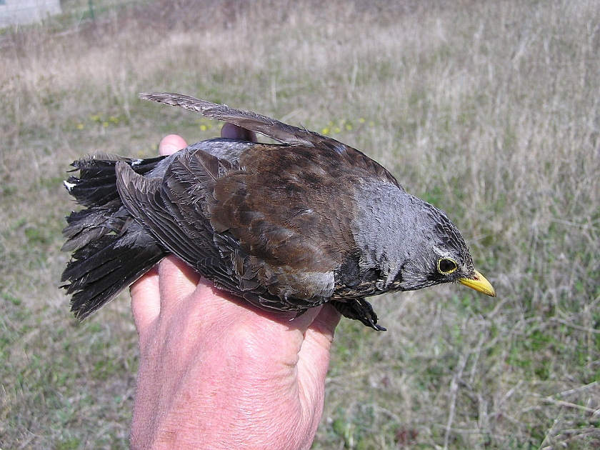 Fieldfare, Sundre 20050512